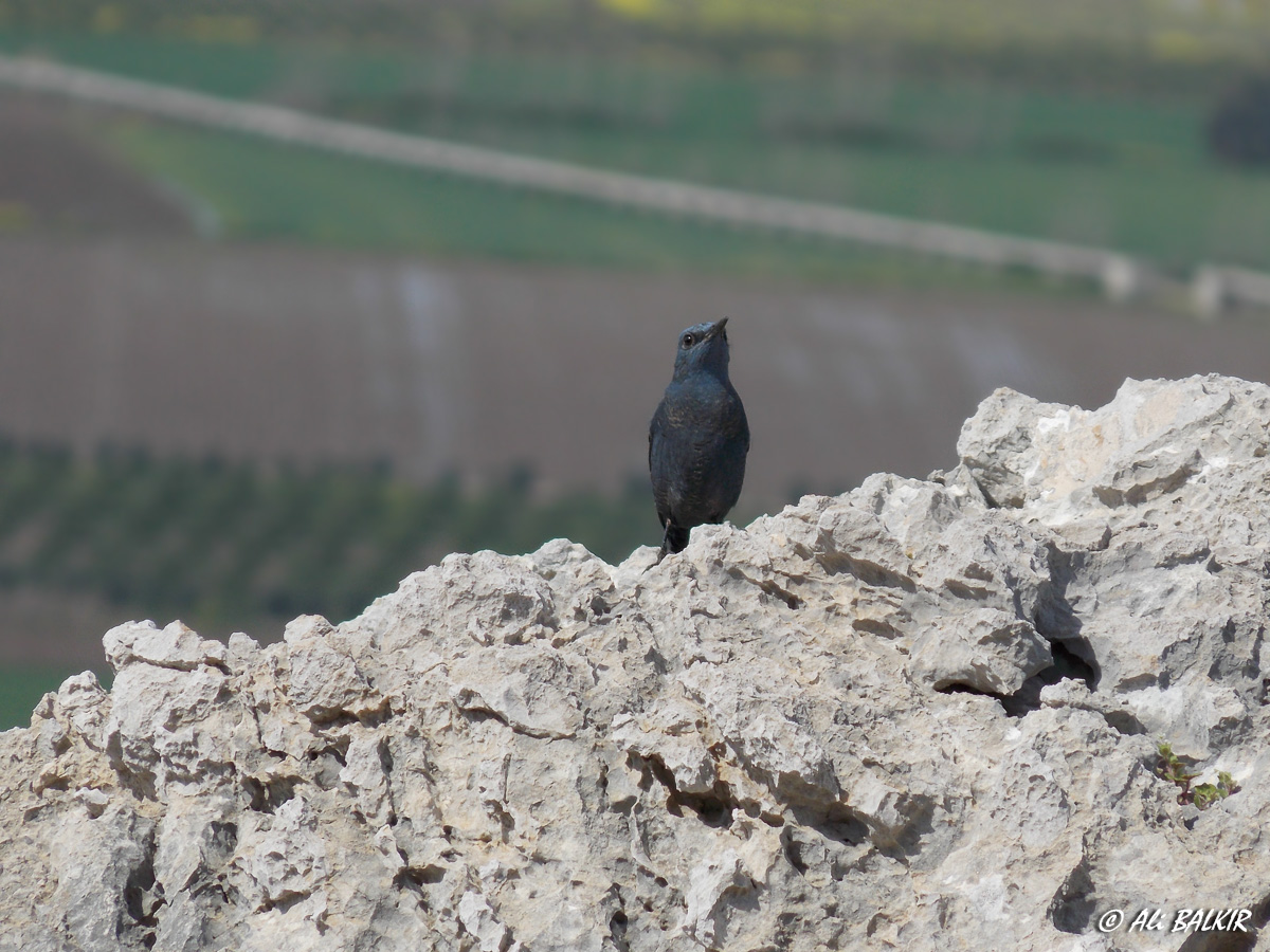 Blue Rock Thrush