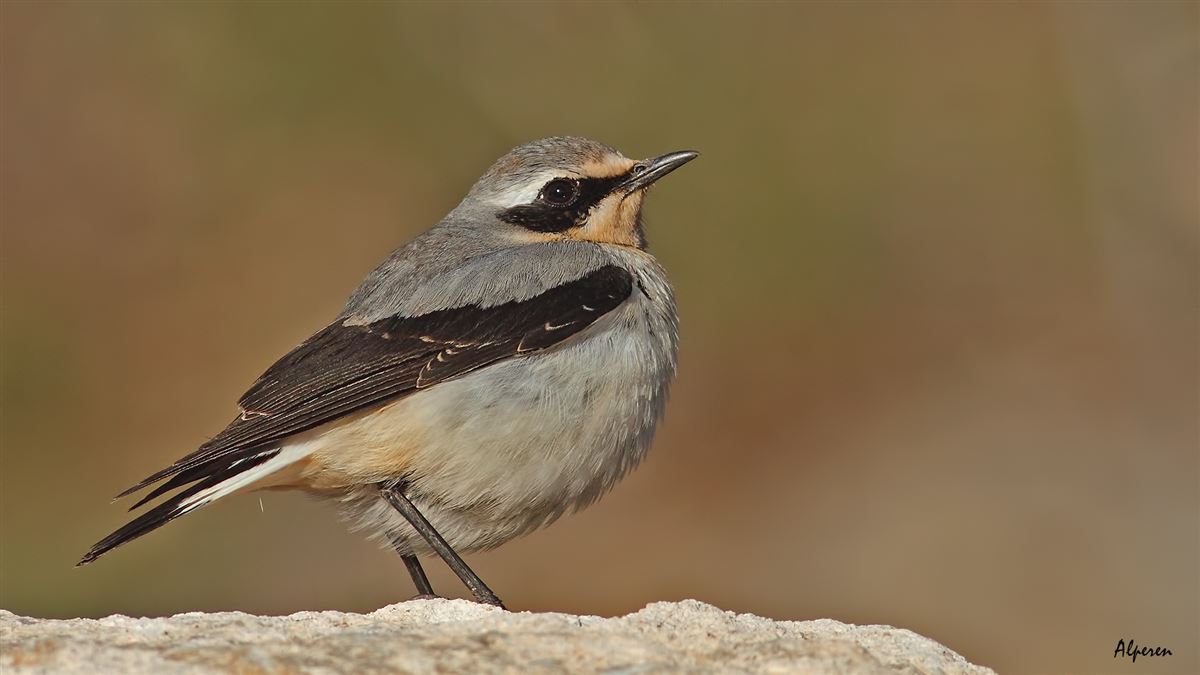 Northern Wheatear