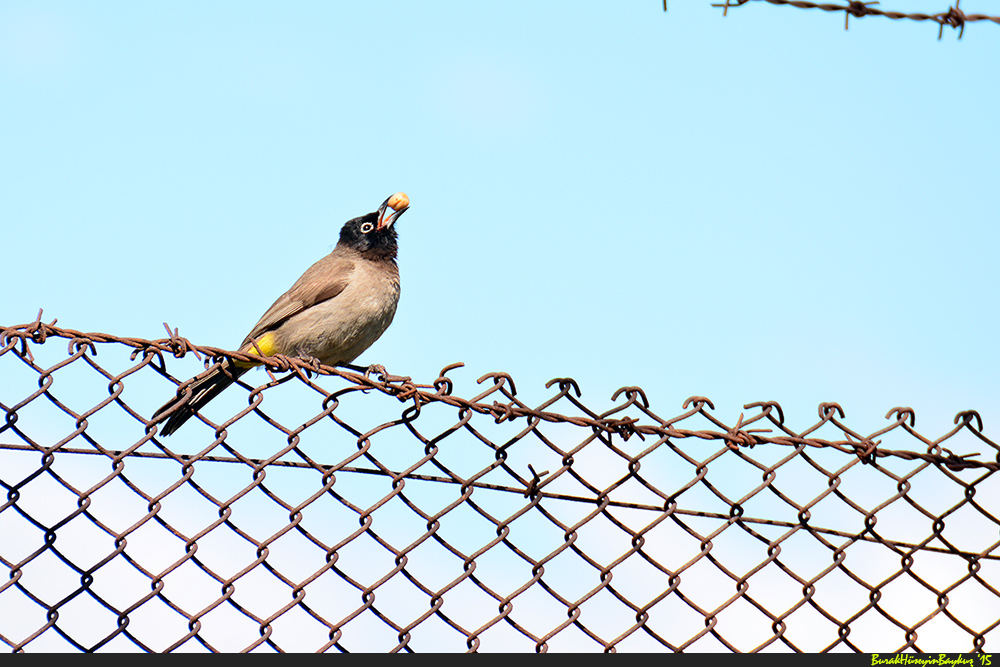 White-spectacled Bulbul