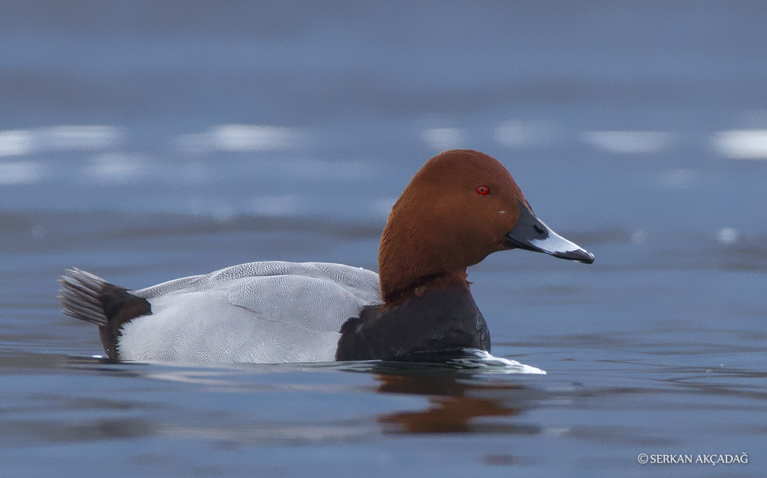 Common Pochard