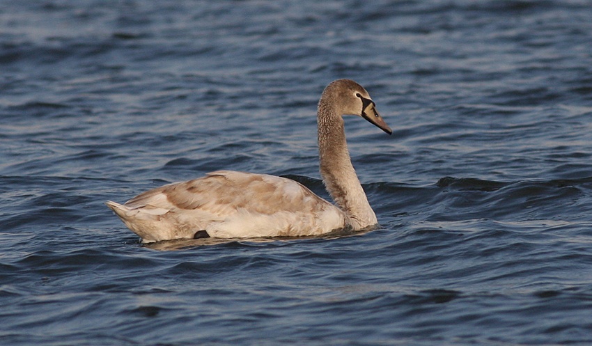 Mute Swan