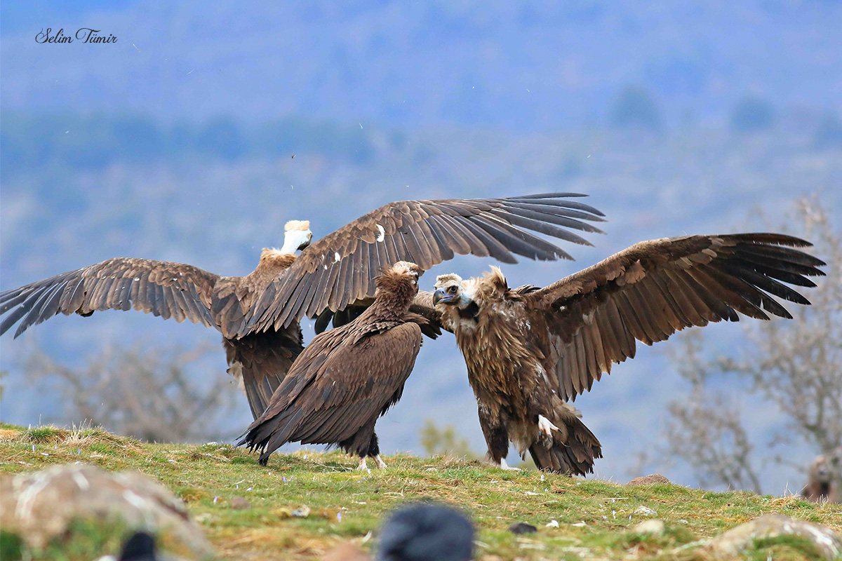 Cinereous Vulture