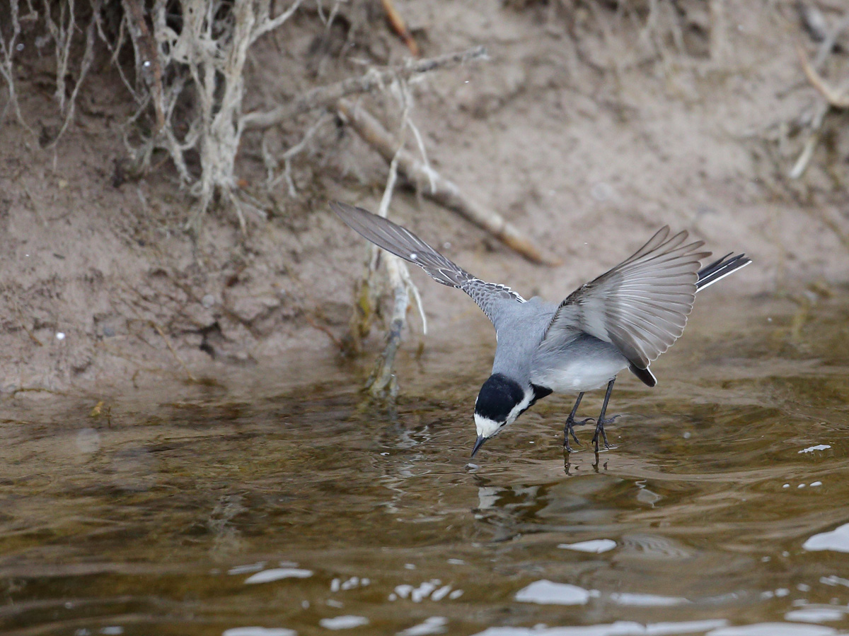 White Wagtail