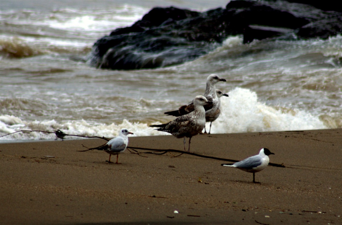 Black-headed Gull