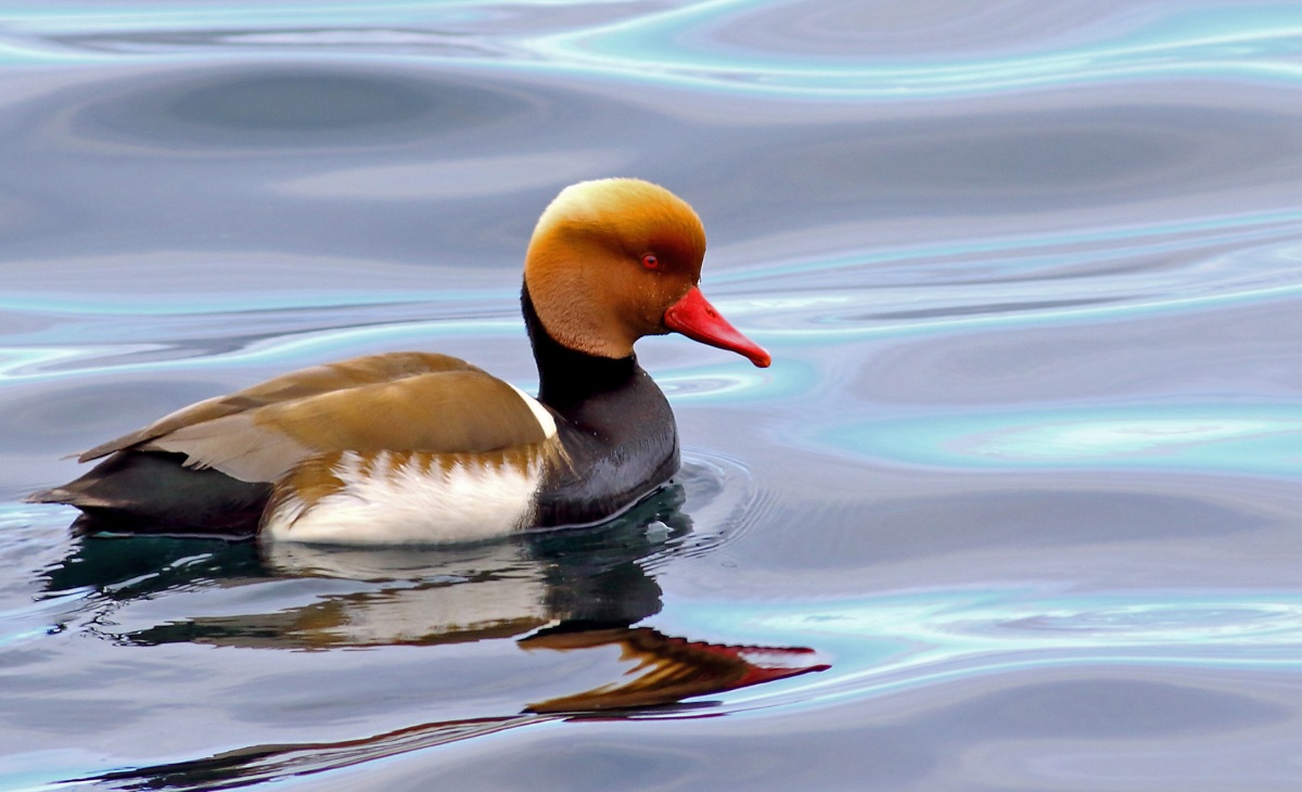 Red-crested Pochard