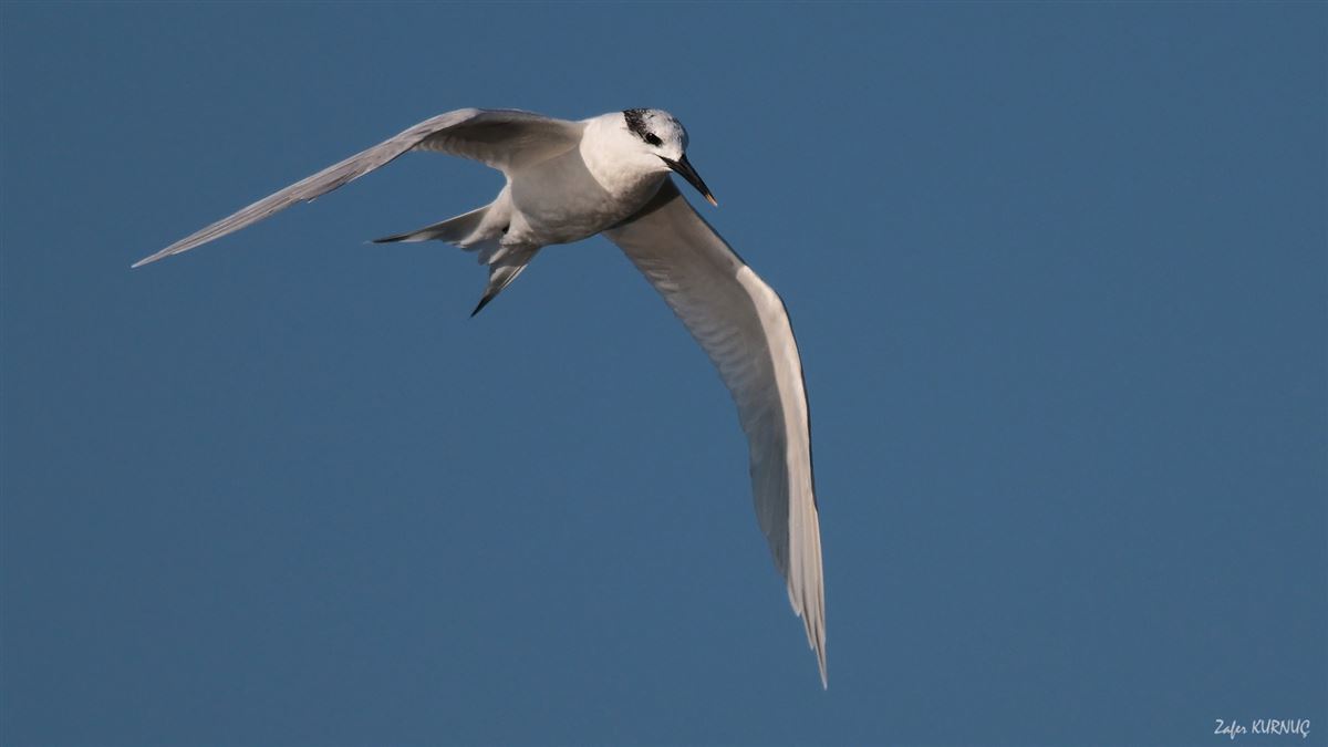 Sandwich Tern
