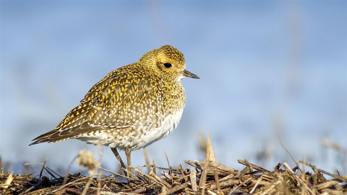 European Golden Plover