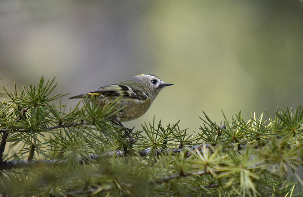 Goldcrest