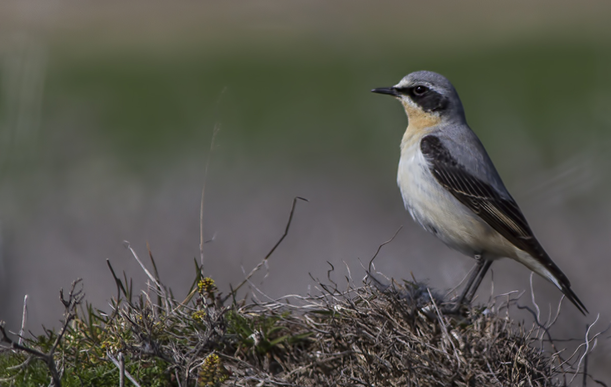 Northern Wheatear