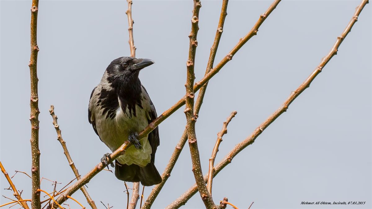 Hooded Crow