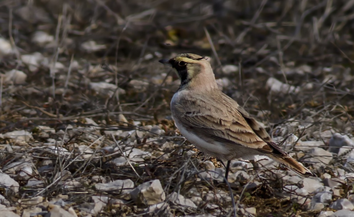Horned Lark