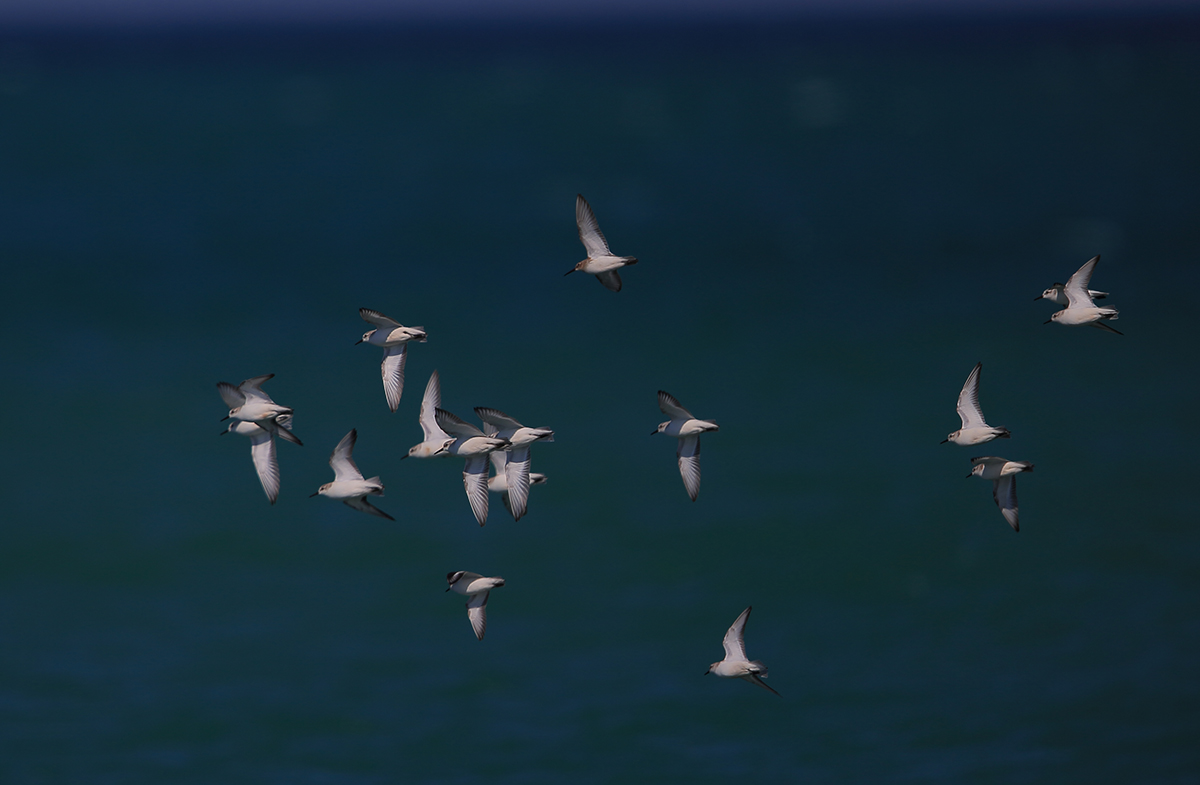 Sanderling