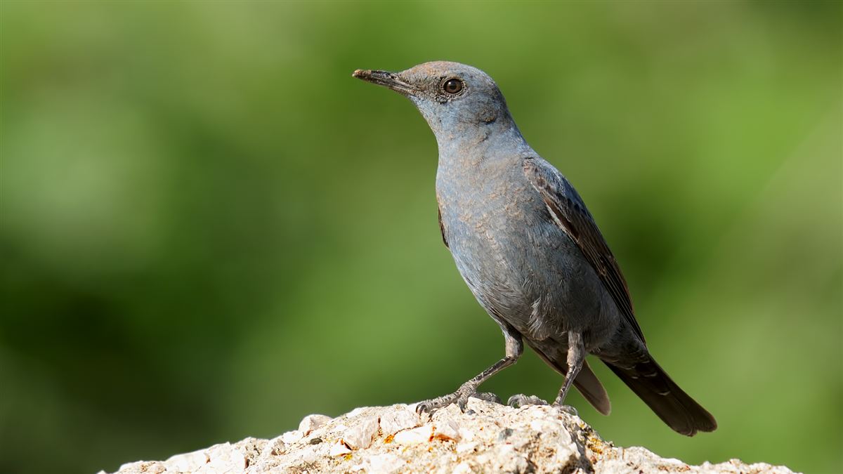 Blue Rock Thrush