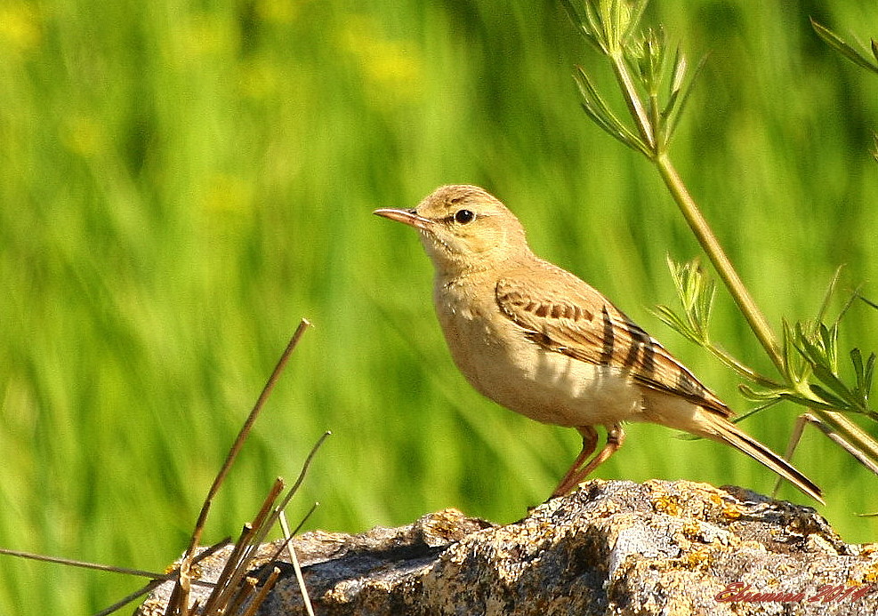 Tawny Pipit