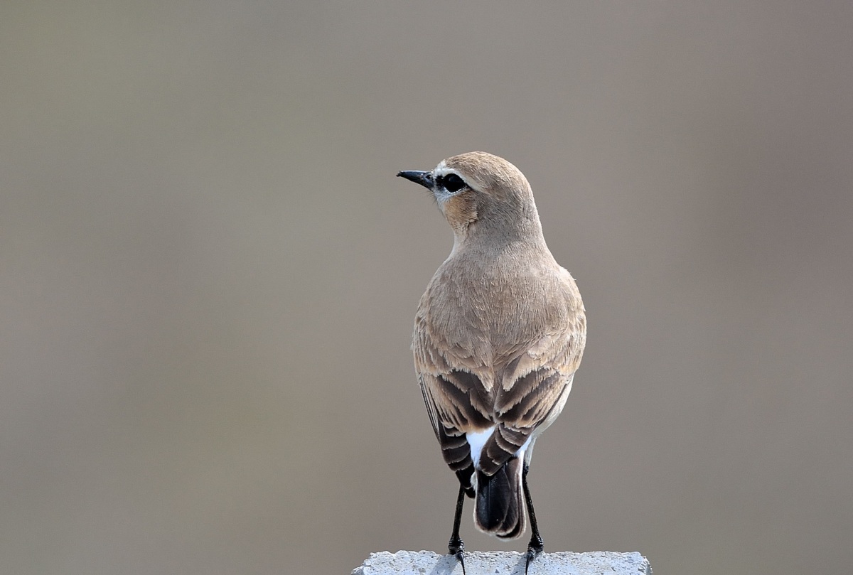 Isabelline Wheatear