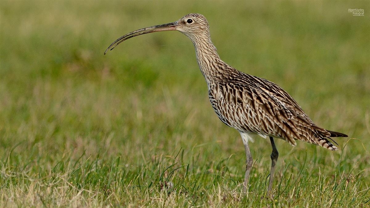 Eurasian Curlew