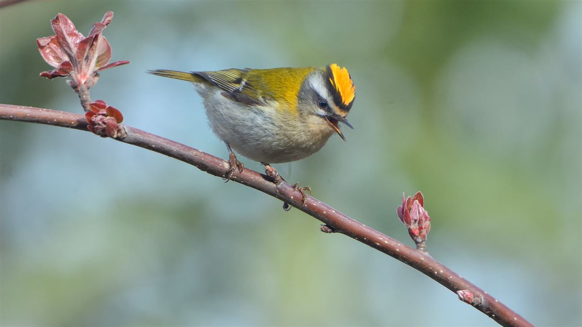 Common Firecrest
