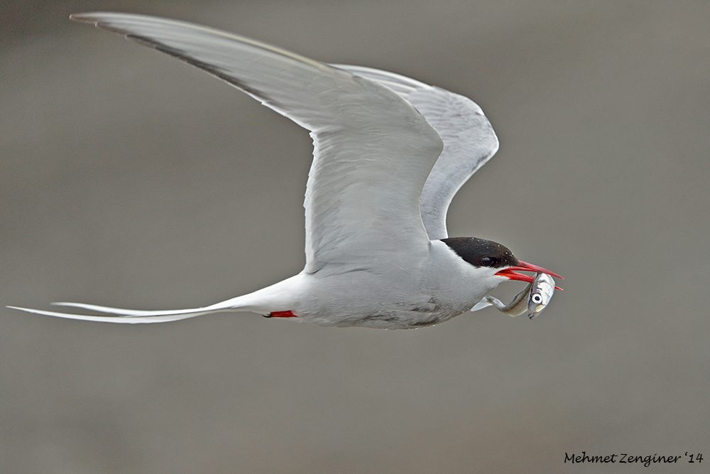 Arctic Tern