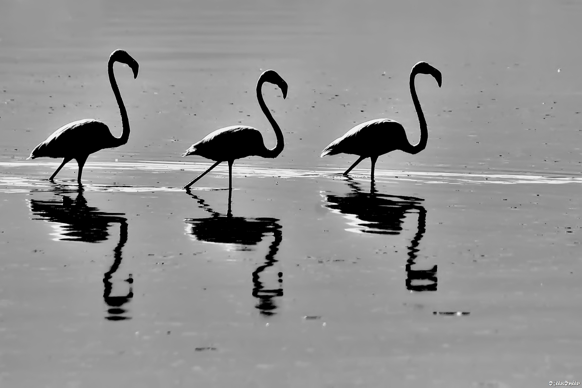 Greater Flamingo