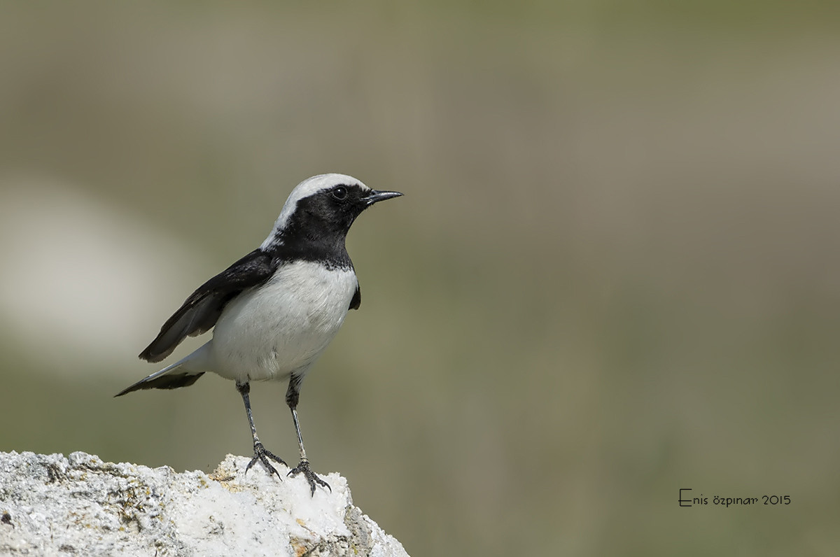 Finsch`s Wheatear