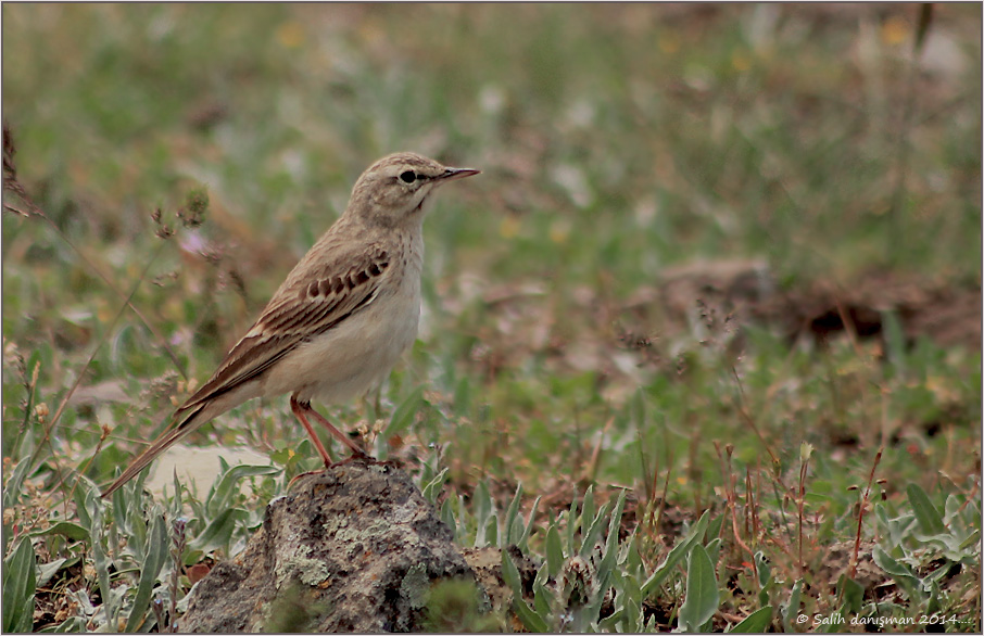 Tawny Pipit