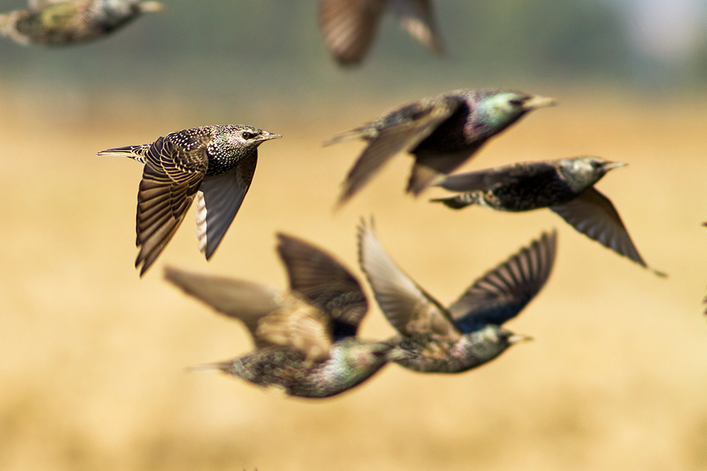 Common Starling