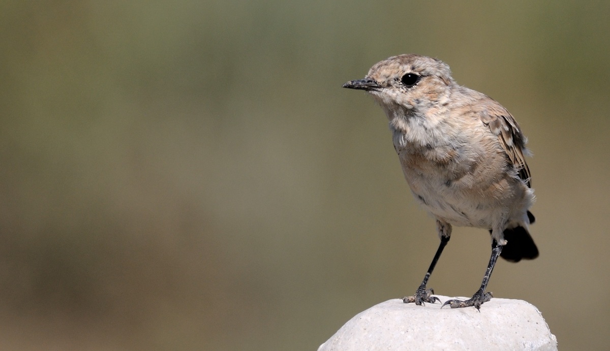 Isabelline Wheatear