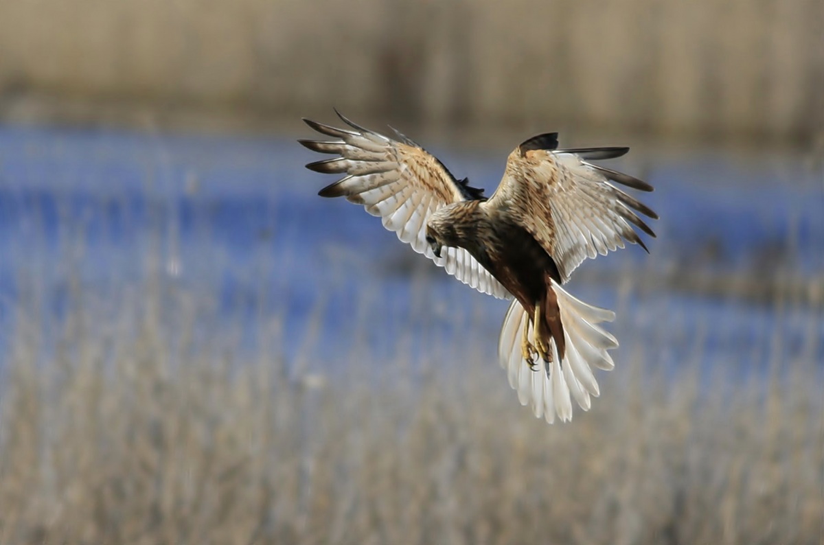 Western Marsh Harrier