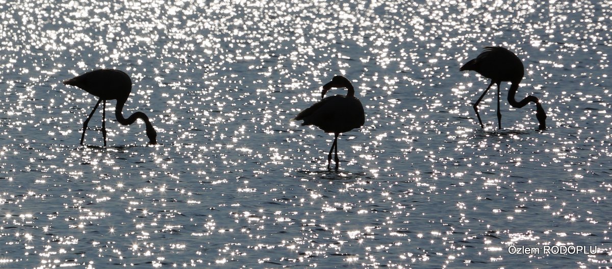 Greater Flamingo