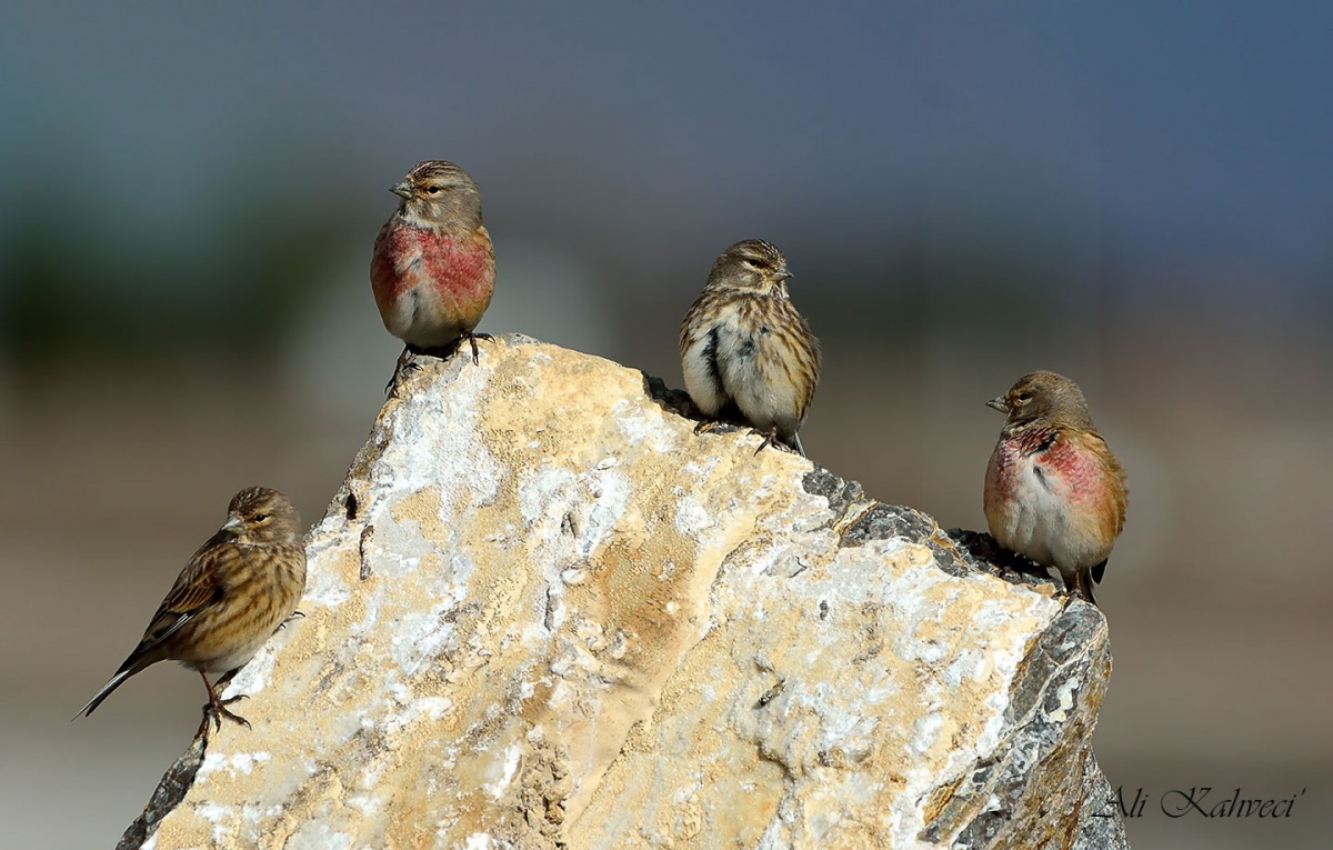 Common Linnet