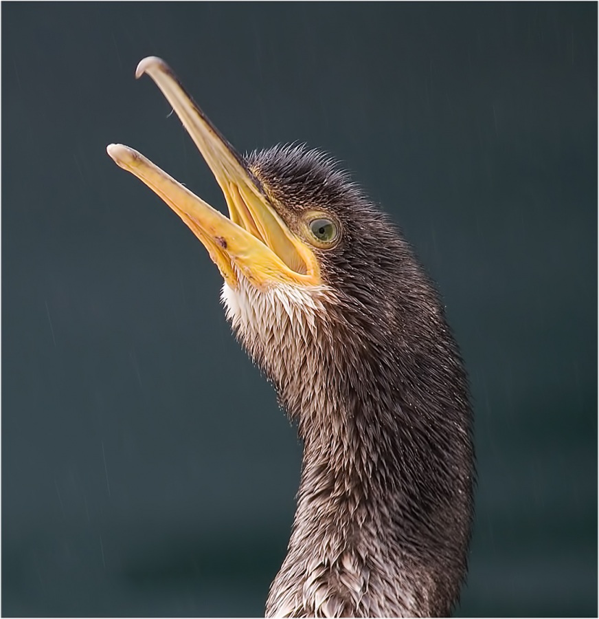 European Shag