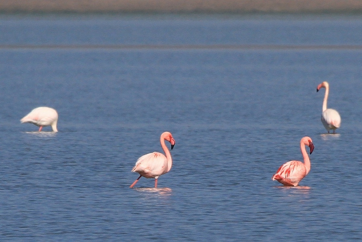 Lesser Flamingo