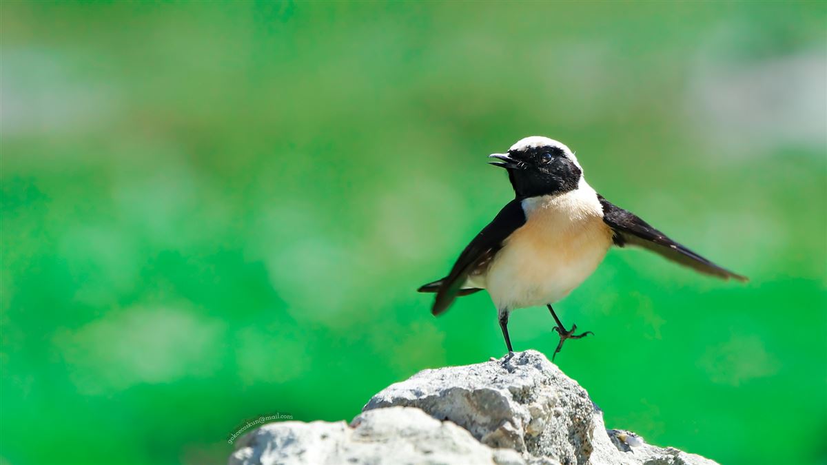 Black-eared Wheatear
