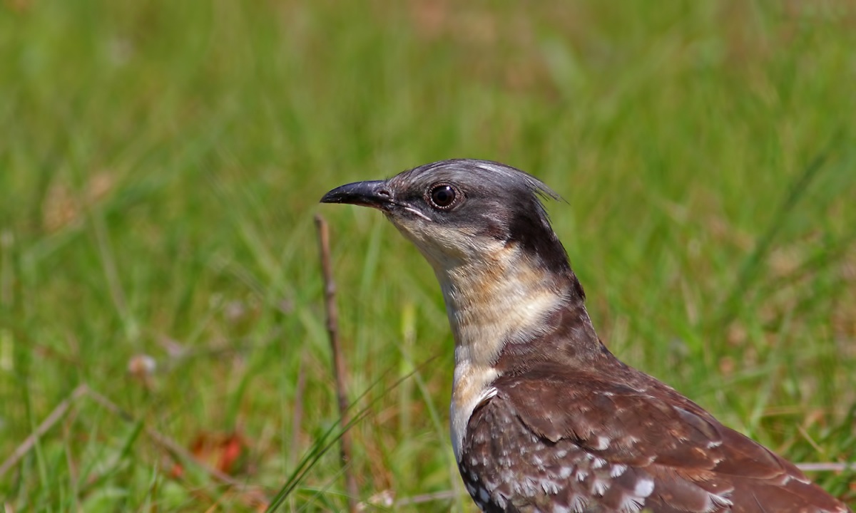Great Spotted Cuckoo