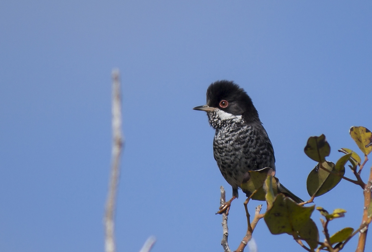 Cyprus Warbler