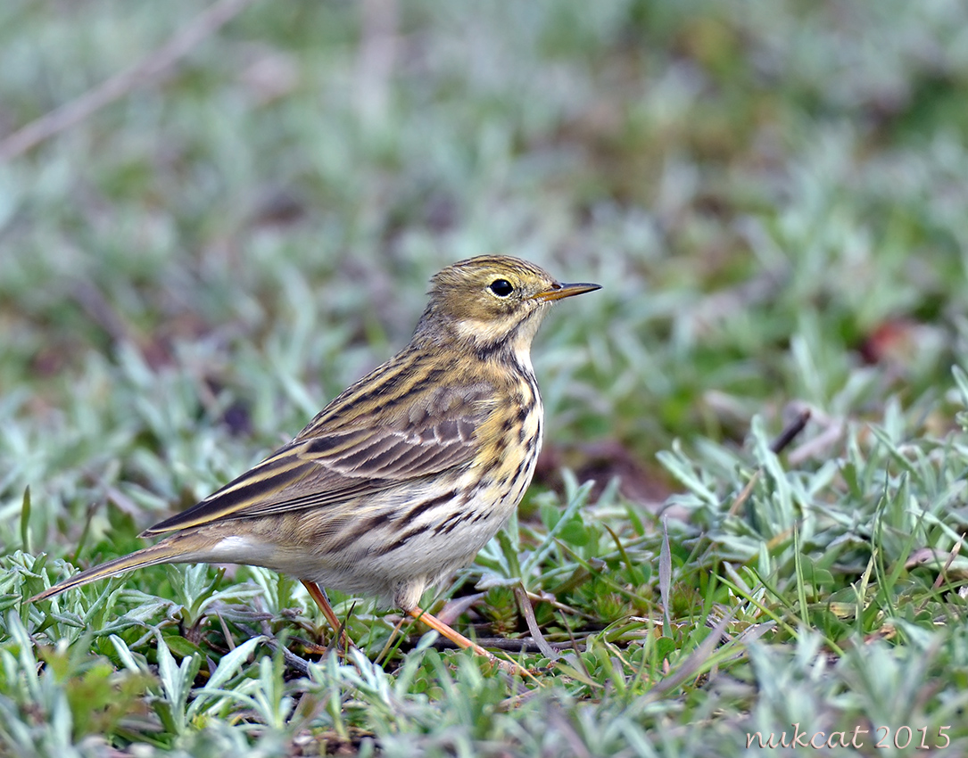 Meadow Pipit