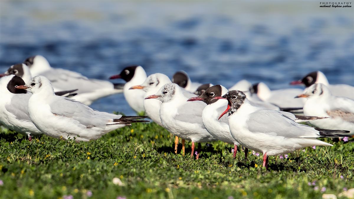 Black-headed Gull