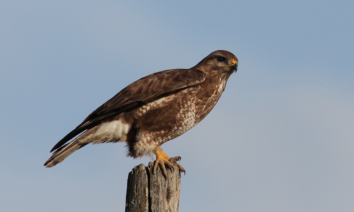 Common Buzzard