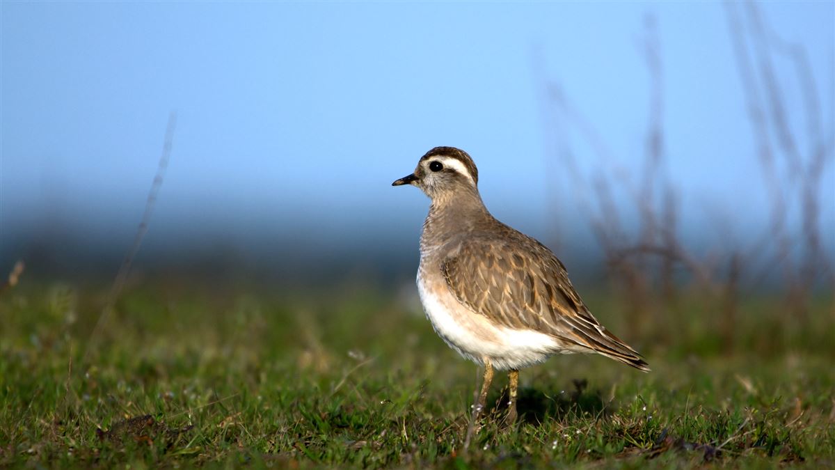 Eurasian Dotterel