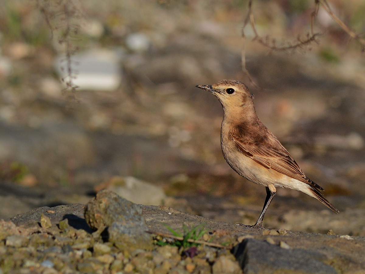 Isabelline Wheatear