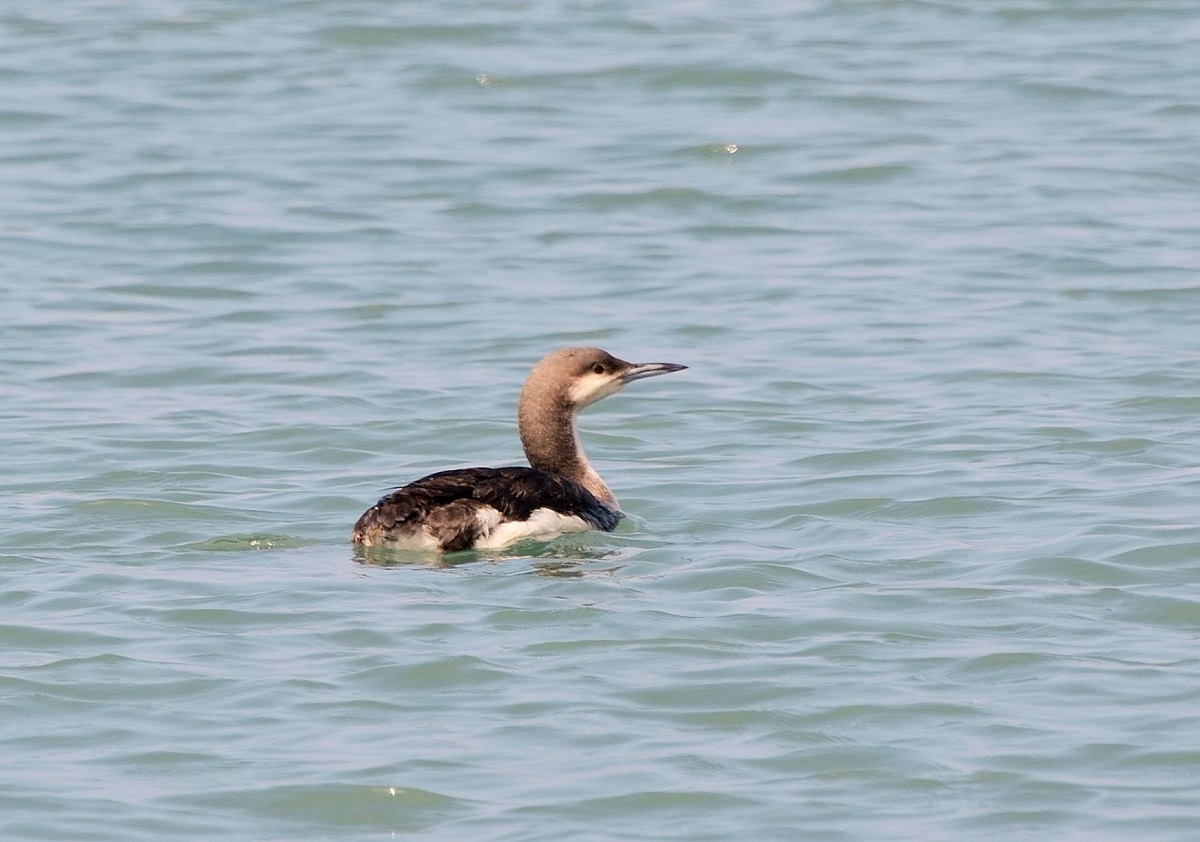 Black-throated Loon