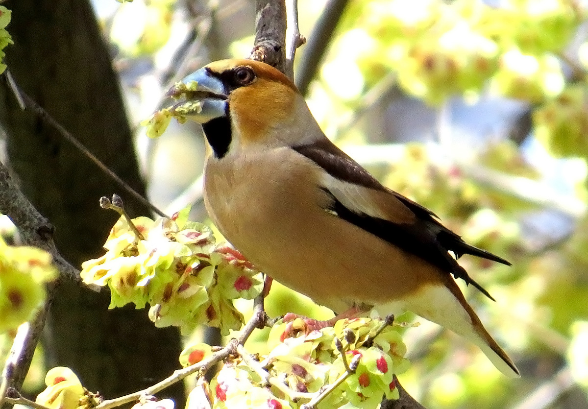 Hawfinch