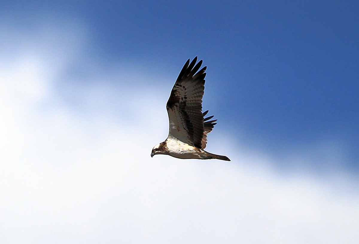Osprey