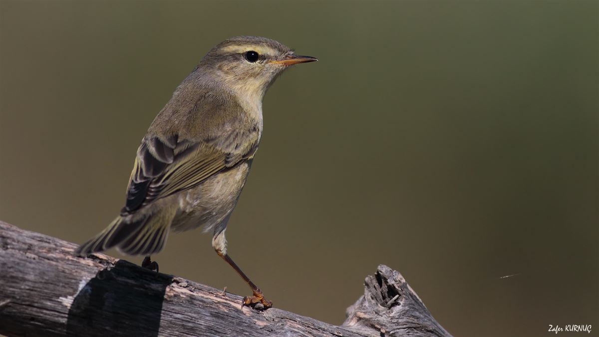 Willow Warbler