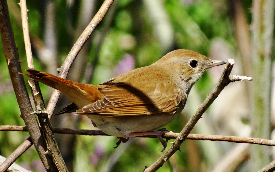 Common Nightingale