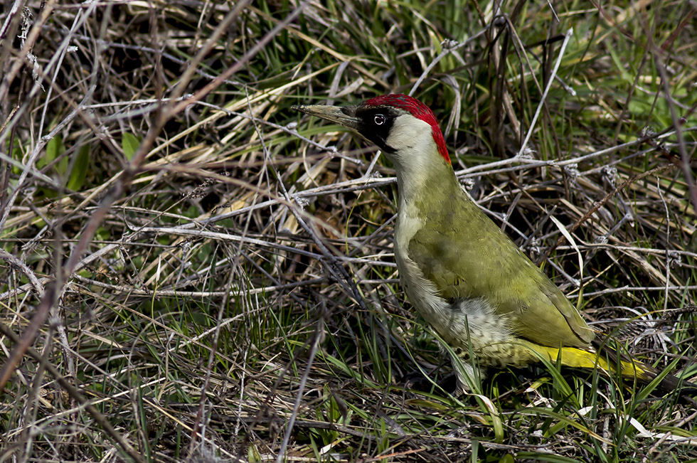 European Green Woodpecker