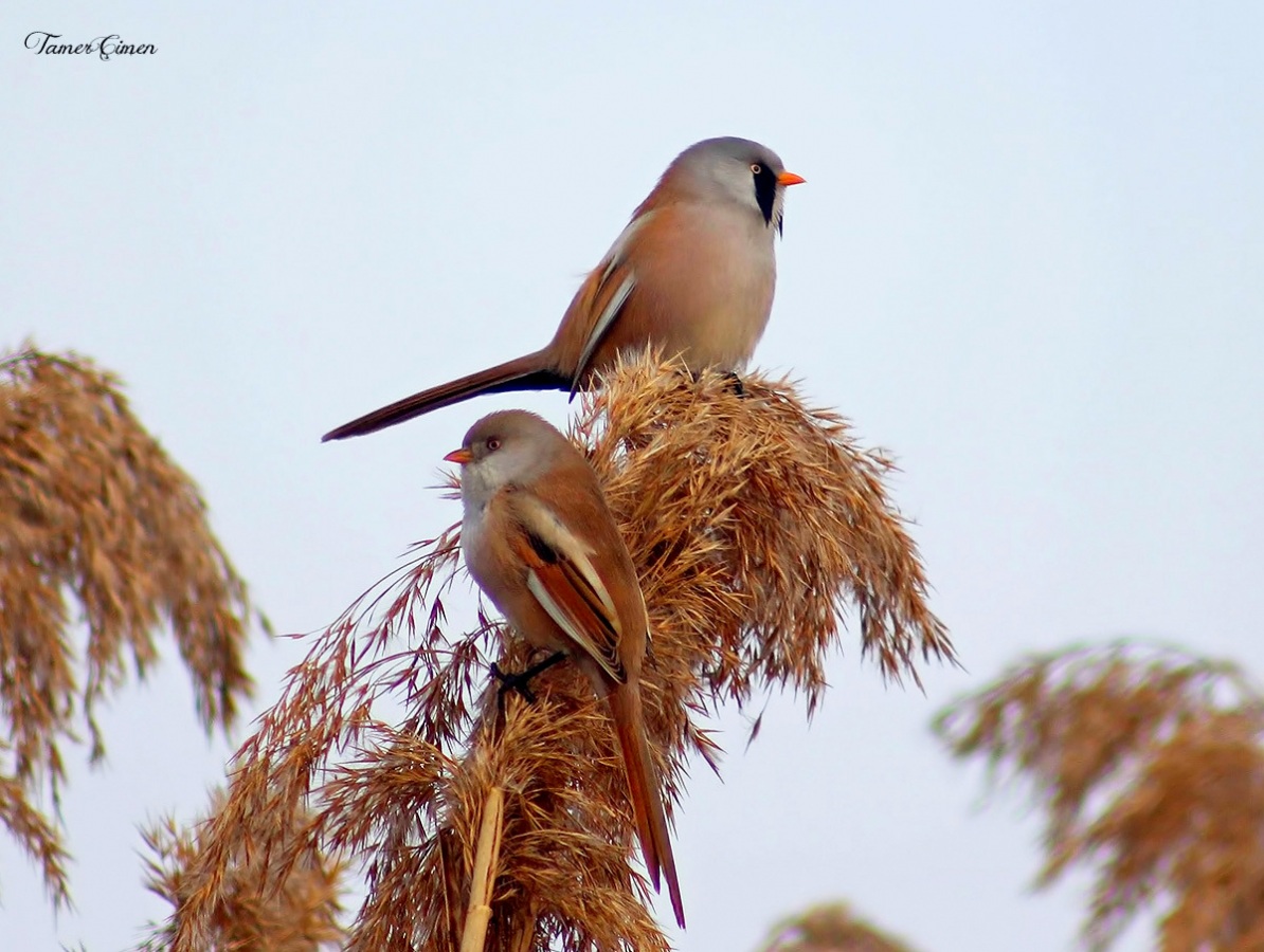 Bearded Reedling