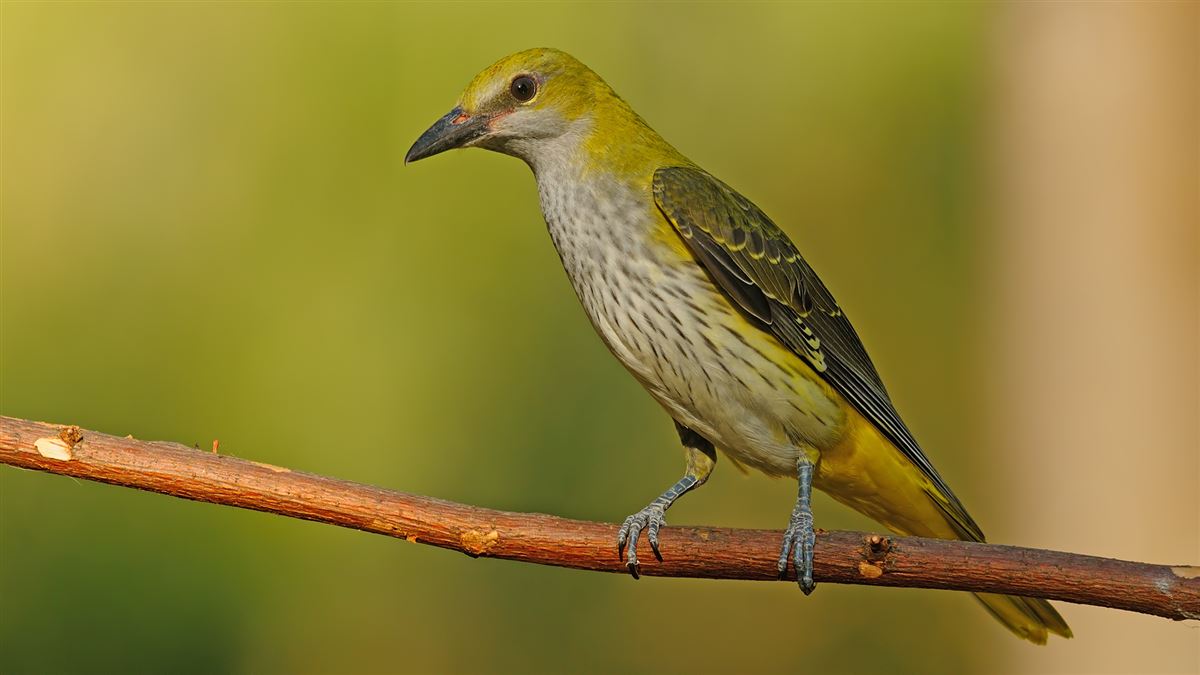 Eurasian Golden Oriole