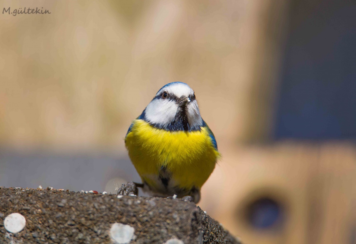 Eurasian Blue Tit
