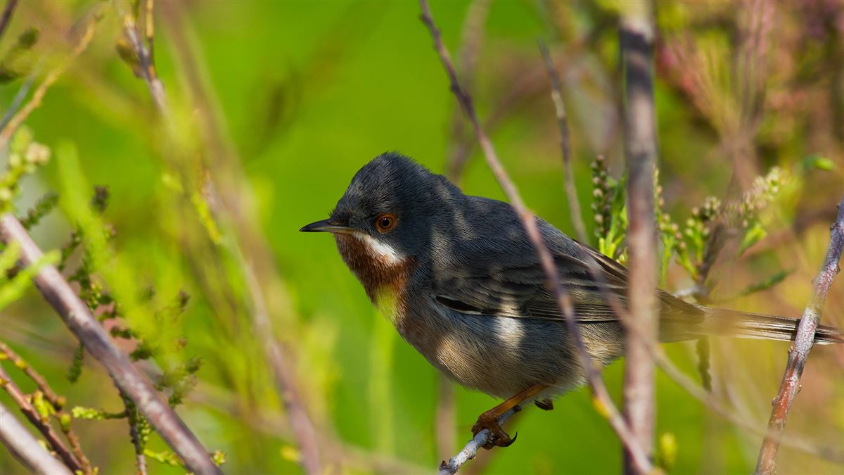 Subalpine Warbler